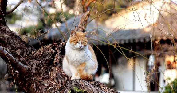 江南园林南京瞻园中式庭院里的猫