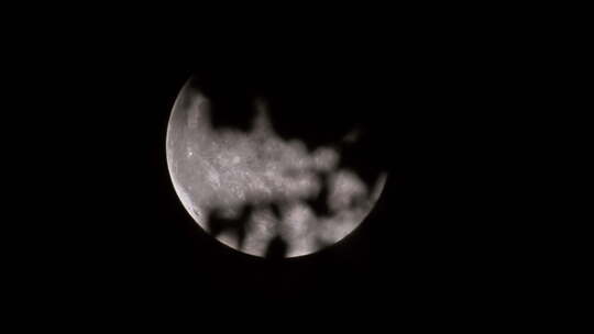 深夜晚月亮月球树叶剪影唯美