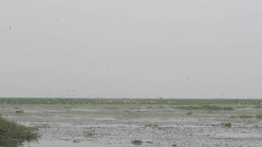 湖区拆围后生态恢复好大批水鸟栖息