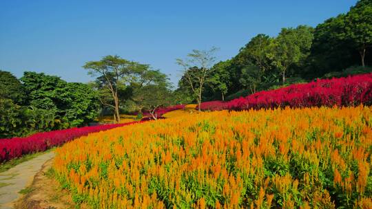 南宁青秀山穗冠花的花海花田