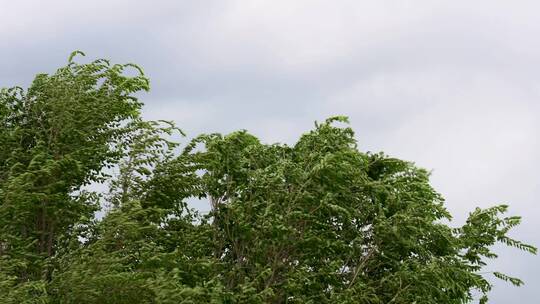 夏天阴雨天大风吹动树叶