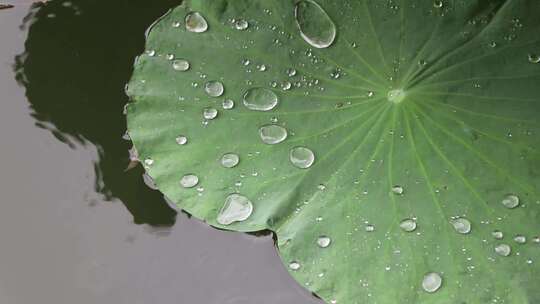 济南夏季大明湖，雨中荷花盛开娇艳醉人