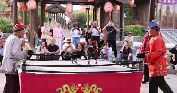 民俗斗鸡表演现场