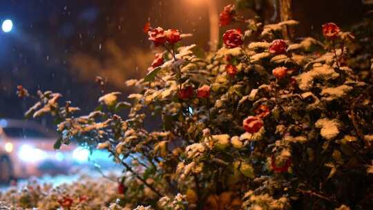 【合集】夜晚雪花飘落在花朵上