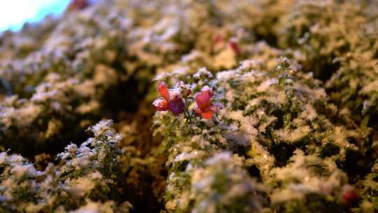 合集 夜晚雪花飘落升格素材