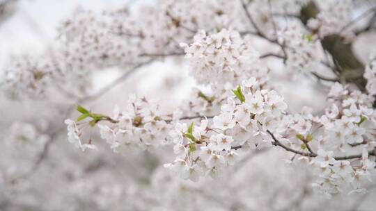 武汉樱花花开花瓣飘落樱花爱情春天日本樱花