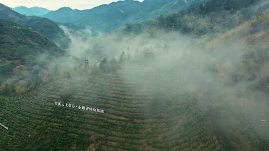 黄山毛峰核心产区明前茶