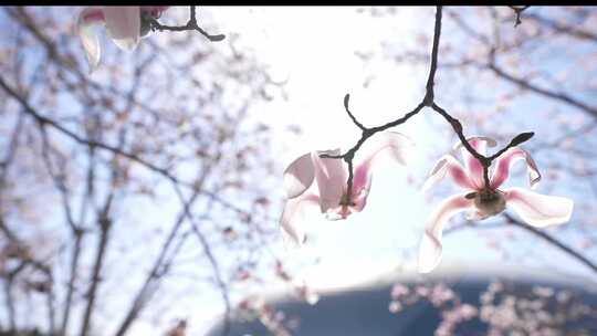2025北京春暖花开