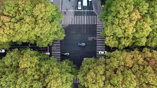 南京_明孝陵景区_梧桐树道路010