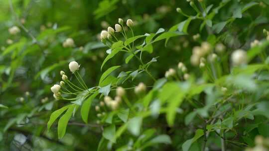 木香花雪白盛放春光