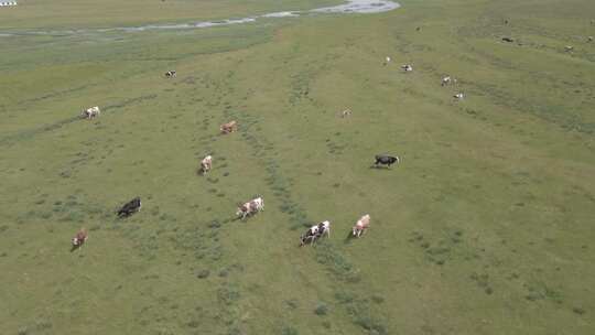 【4K】内蒙古呼伦贝尔草原放牧牛马航拍