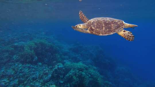 浮上海面换气的海龟