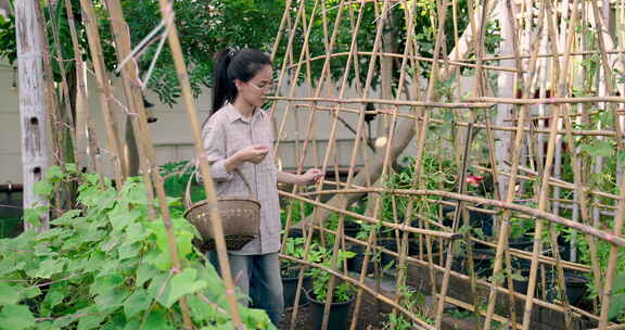 亚洲妇女从有机蔬菜园收割，手里拿着柳条篮