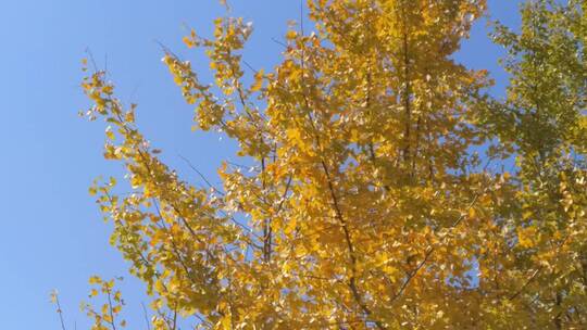 黄色秋天里金黄唯美的阳光银杏树树叶视频素材模板下载