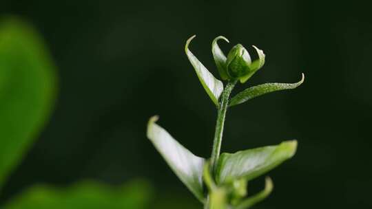 植物生长延时 发芽 生长