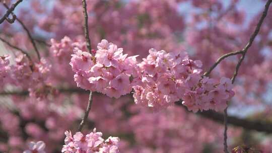 春天的气息粉红色的樱花