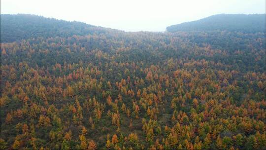 秋天森林秋景 满山金黄色树叶