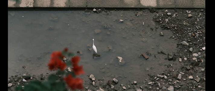 三角梅下池塘中惊飞的白鹭