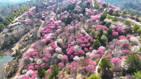 航拍武汉春天旅游木兰花谷漫山遍野梅花