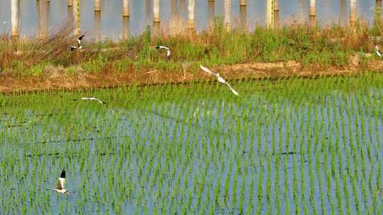 航拍水稻田池鹭白鹭觅食飞翔栖息插秧秧苗