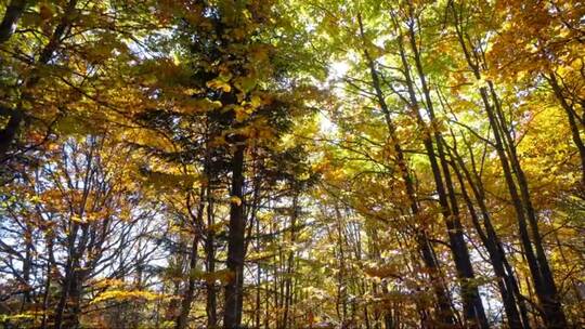 秋日的森林