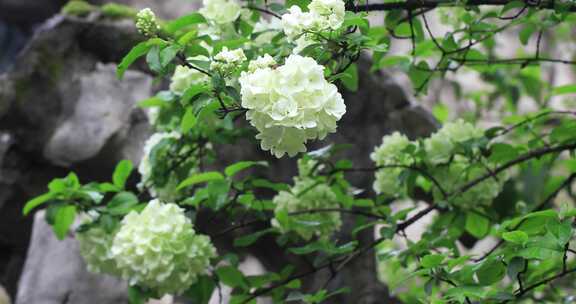 春天园林唯美绿绣球花盛开特写留园春雨春意