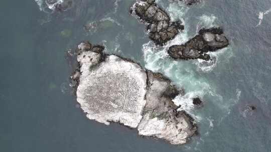 海鸟，筑巢地点，洛基，海岸