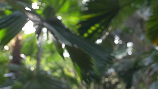 阳光照射在热带植物上