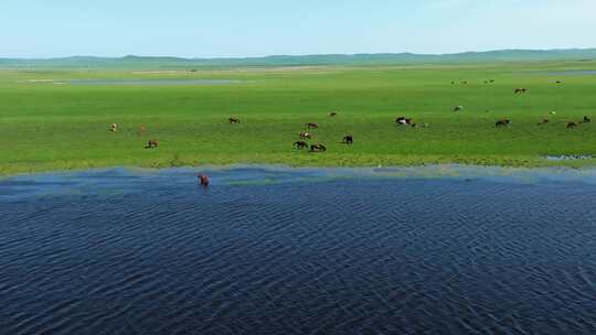 新疆草原上悠闲饮水的马群视频素材模板下载