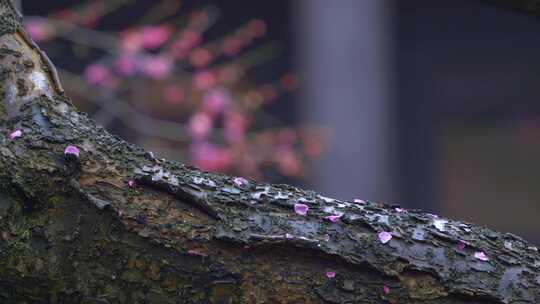 杭州西湖都锦生故居梅花风景