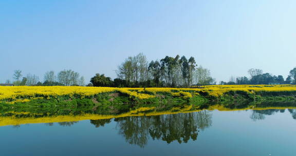 成都两河口春天油菜花美丽风景