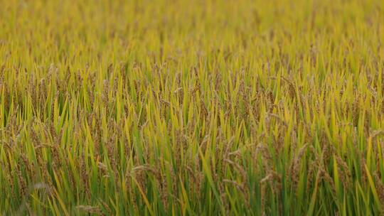 水稻小麦37