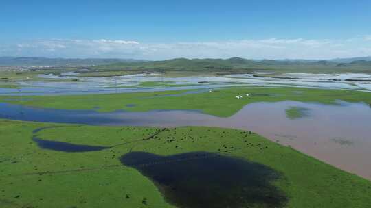 四川阿坝红原大草原白河航拍自然风光