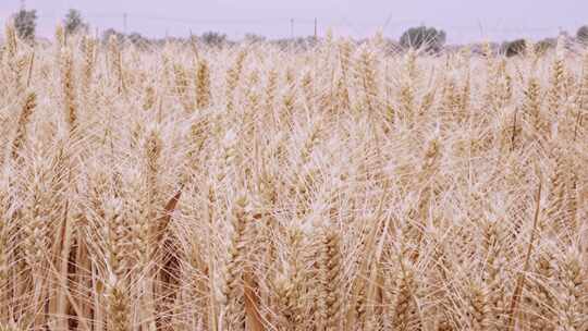 成熟的小麦麦田
