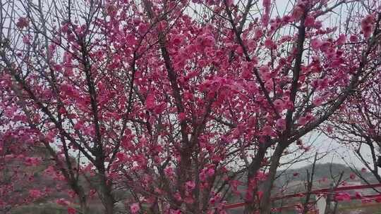 盛开的粉色梅花树风景