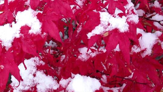 初冬天 雪中格外美丽红艳的枫树树叶子