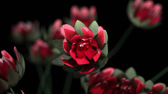 红色玫瑰花开开花浪漫场景唯美动态喜庆素材
