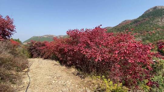 济南市历城区捎近村，秋季满山红叶