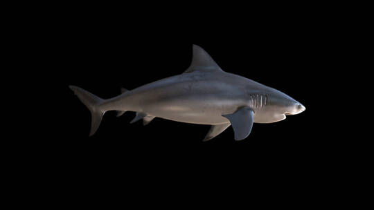 鲨鱼 大白鲨 食人鲨 鲨 凶猛鲨鱼视频素材模板下载