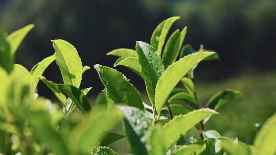 茶山茶园红茶绿茶茶叶种植