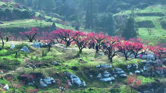 桃花树桃花林桃花山