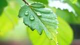 下雨意境树叶水滴高清在线视频素材下载