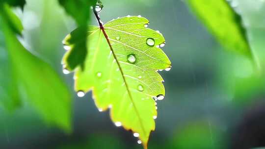 下雨意境树叶水滴