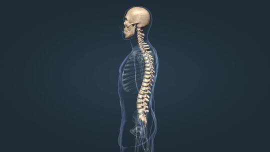 医学人体骨骼系统脊椎后凸脊柱的疾病动画
