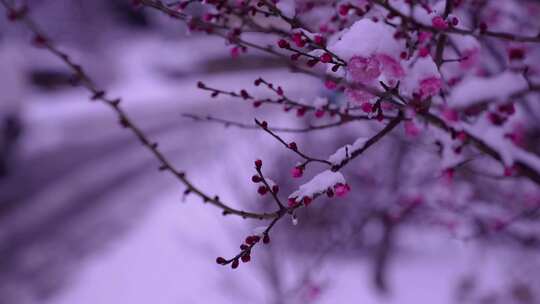 相机六高清4K摄·雪中红梅（2）