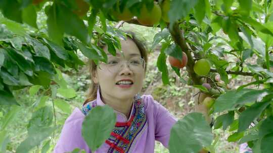 美女摘李子 果园