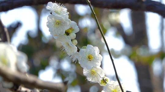 春季白色梅花景观