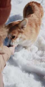 雪地里人与柯基犬互动的温馨场景