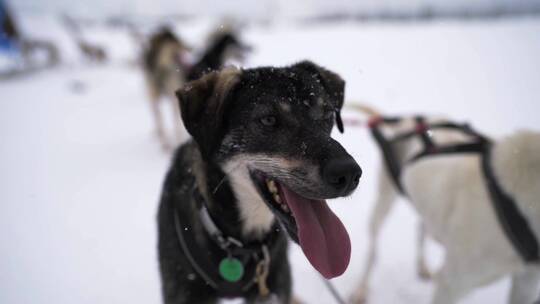 在荒野休息的两只雪橇狗