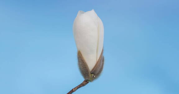 白玉兰花开在蓝色背景上的的延时
